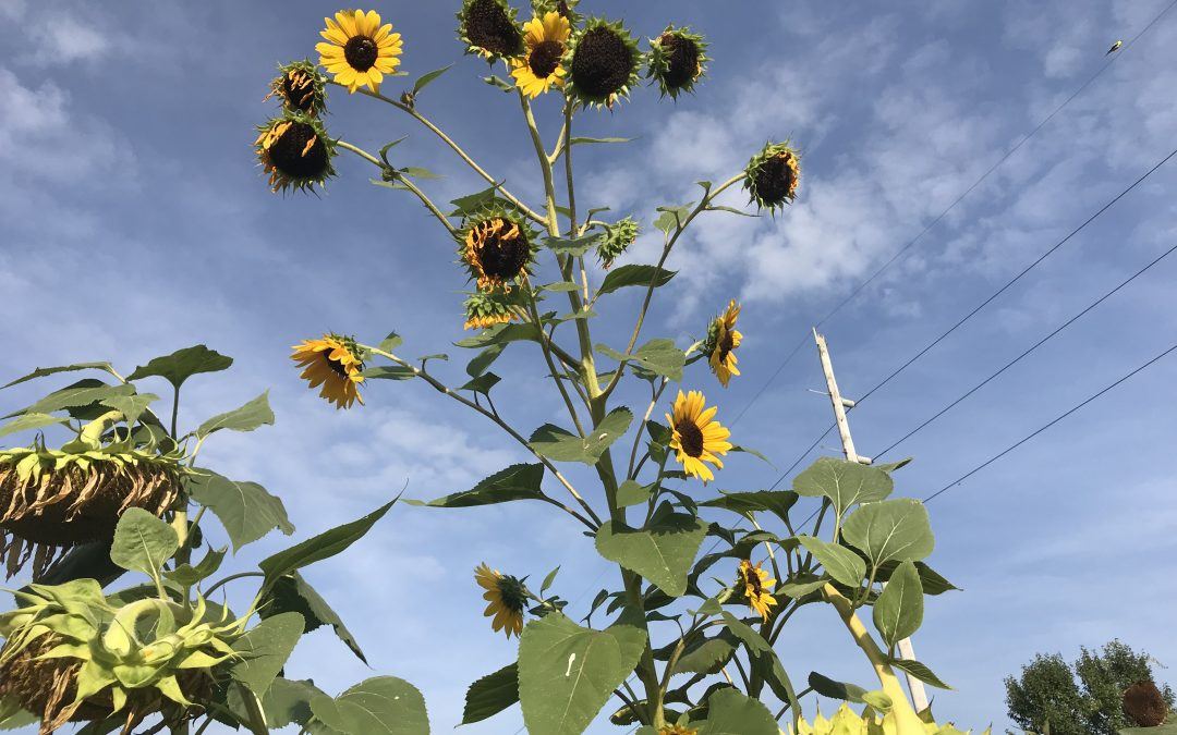 Growing community through gardens